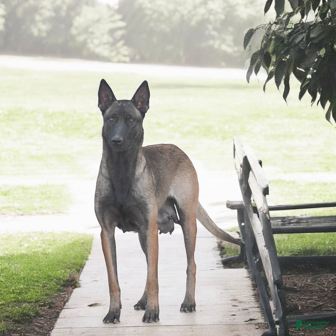 Belgian Malinois dogs for sale: Russell - Ad 4