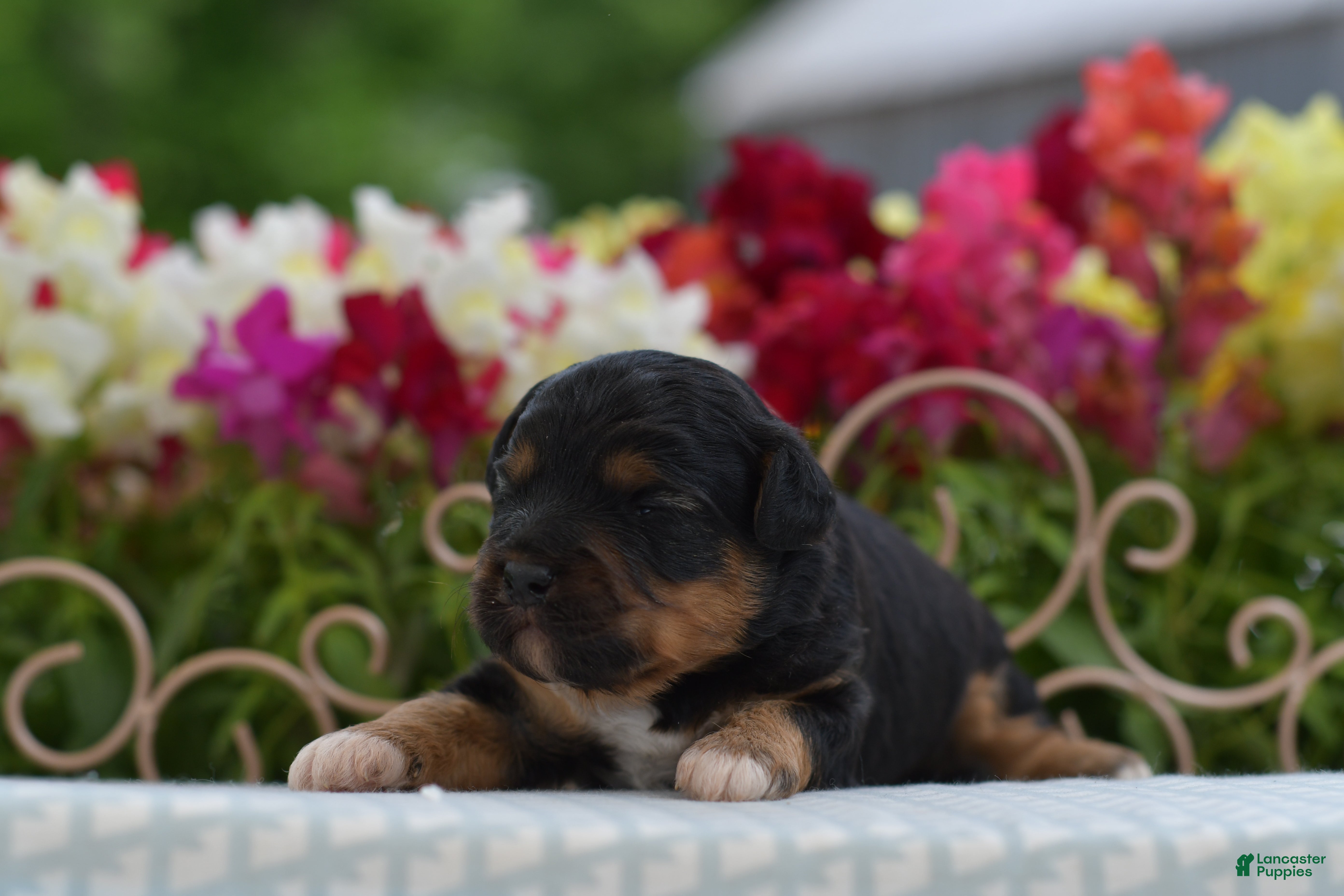 Aussiedoodle dogs Aussiedoodle Puppy 5 - Ad 1