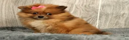 Pomeranian dogs for sale: Happy - Ad 7