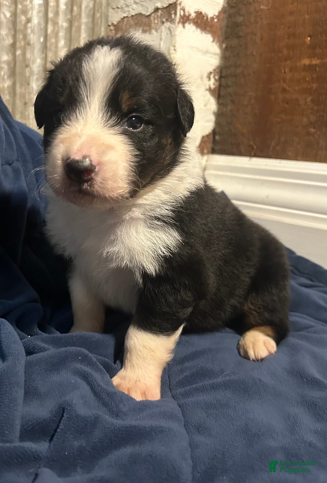 Australian Shepherd dogs for sale: Ruth - Ad 12