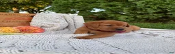 Labrador Retriever dogs for sale: Honey - Ad 6
