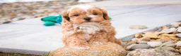 Shihpoo dogs for sale: Bowie - Ad 8