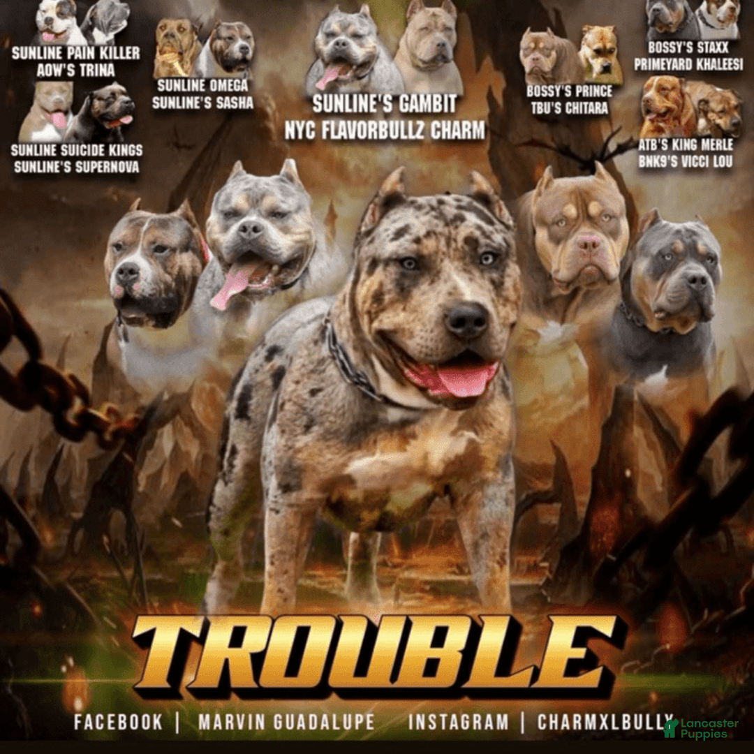 American Bully dogs for stud: Bru - Ad 10