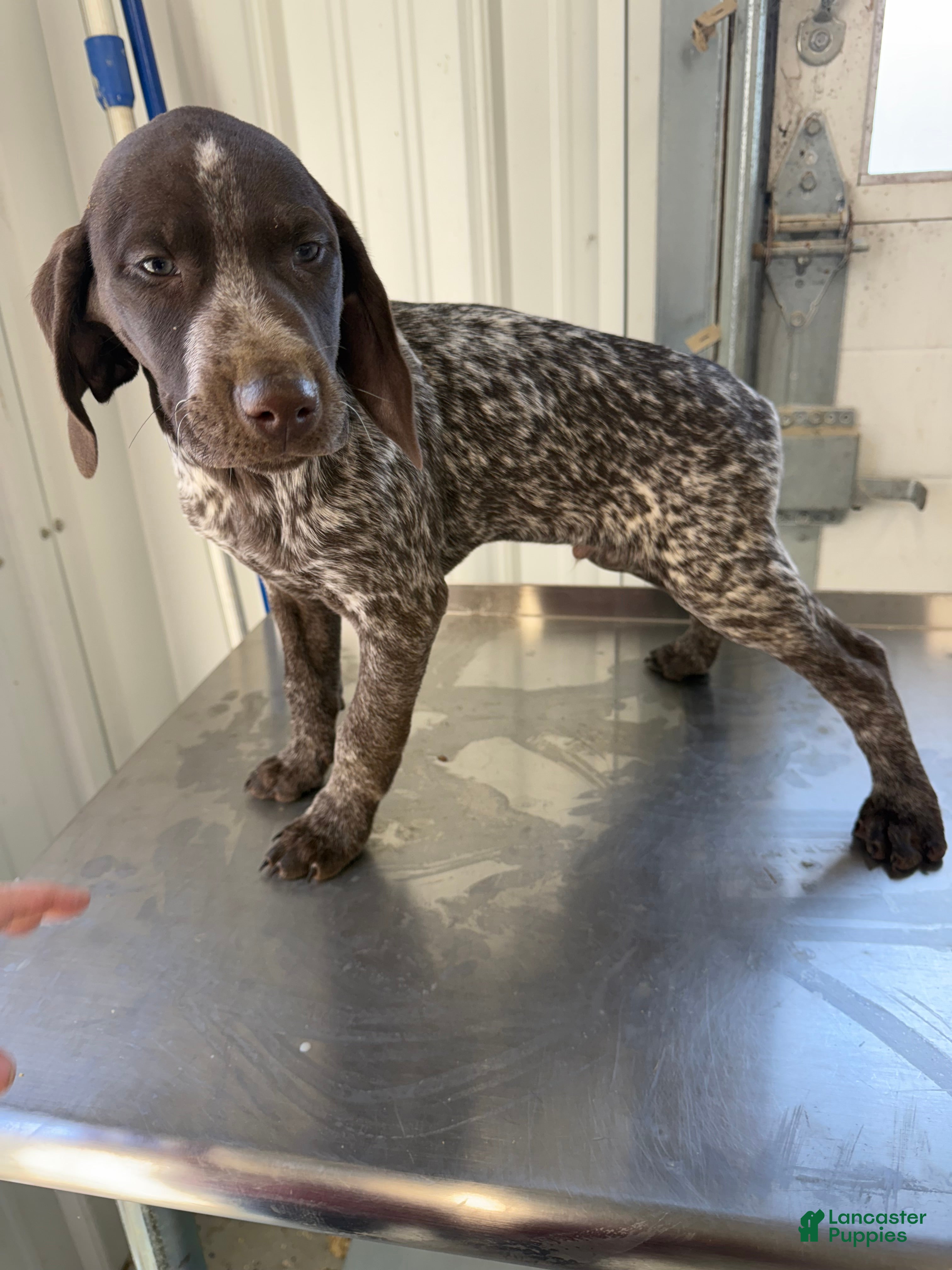 German Shorthaired Pointer dogs German Shorthaired Pointer Puppy 1 - Ad 26