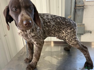 German Shorthaired Pointer dogs German Shorthaired Pointer Puppy 1 - Ad 33