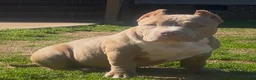 American Bully dogs for sale: Roxy - Ad 8