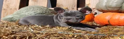 Mixed Breed dogs for sale: Teddy - Ad 8