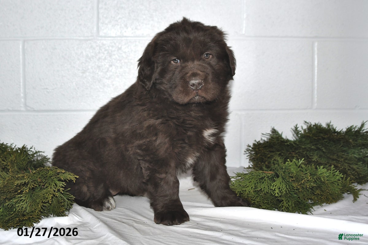 Newfoundland dogs Natalie - Ad 7