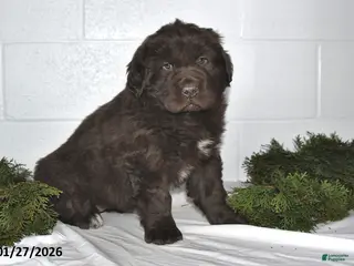 Newfoundland dogs Natalie - Ad 7