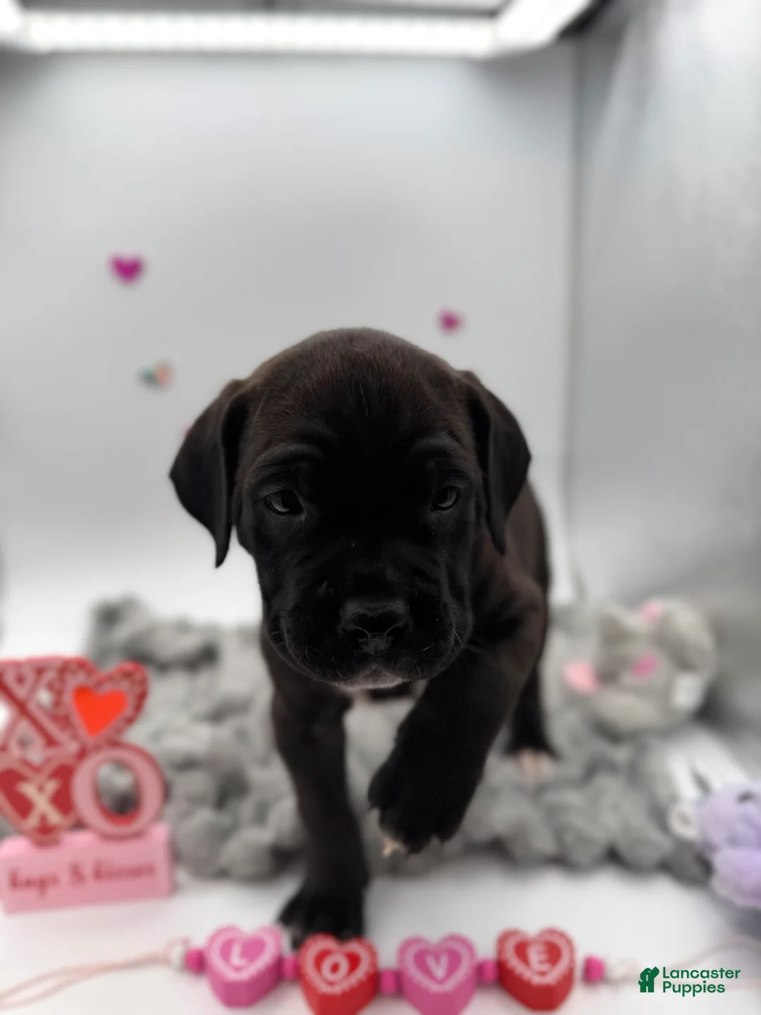 Cane Corso dogs for sale: Cane Corso Puppy 10 - Ad 7