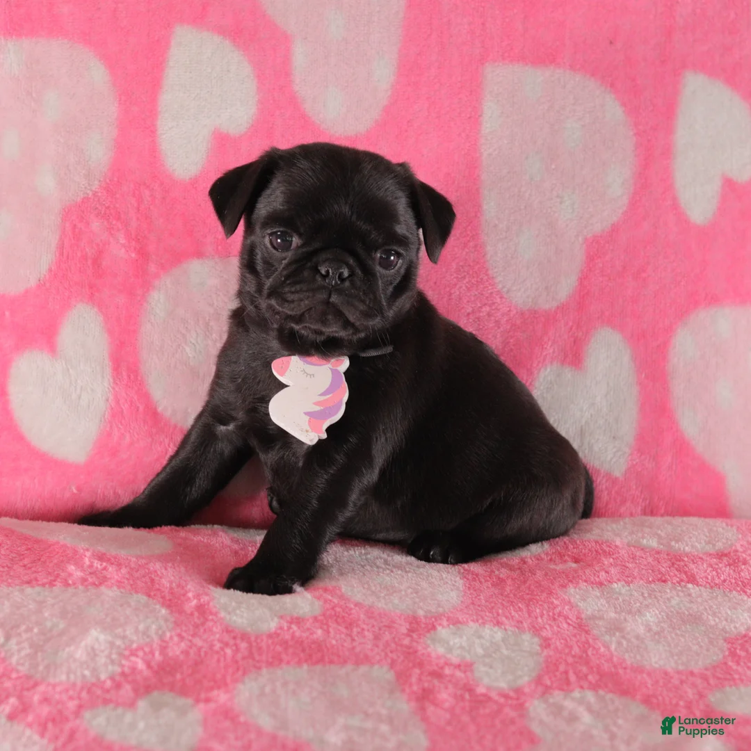 Pug dogs for sale: Violet - Ad 1