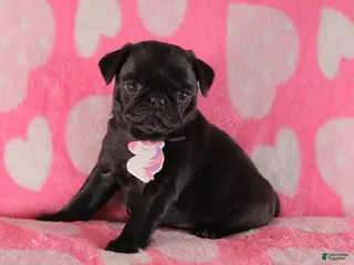 Pug dogs Violet - Ad 42