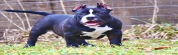 American Bully dogs for sale: Pepe - Ad 5
