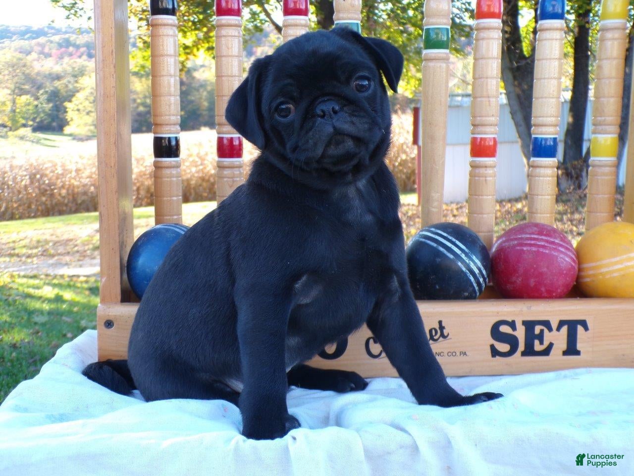 Pug dogs for sale: Blackie - Ad 1