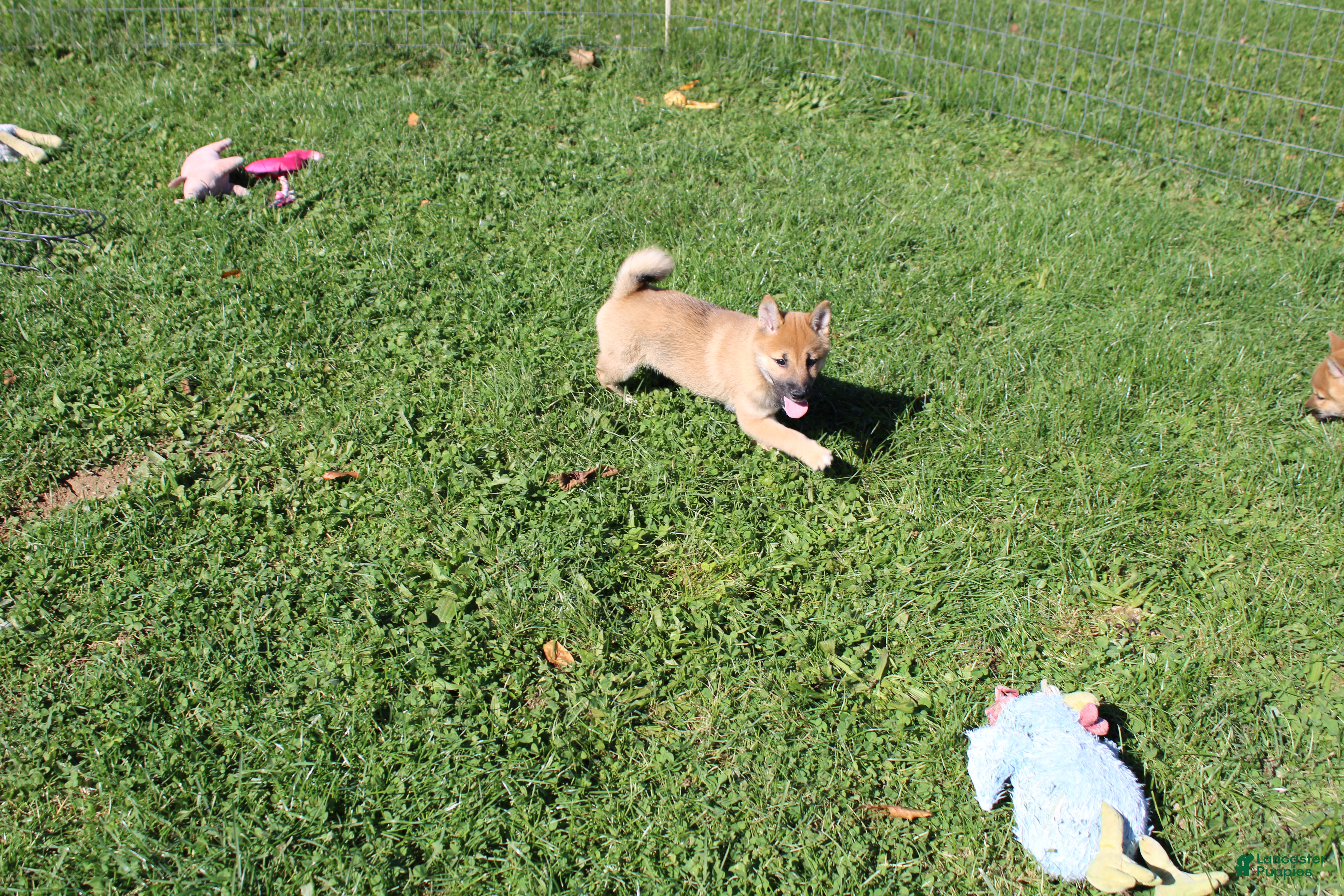 Shiba Inu dogs for sale: Chili - Ad 2
