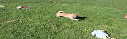 Shiba Inu dogs for sale: Chili - Ad 2