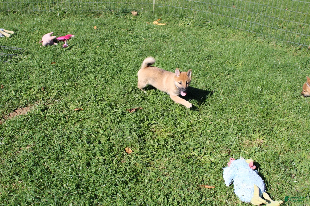 Shiba Inu dogs for sale: Chili - Ad 2