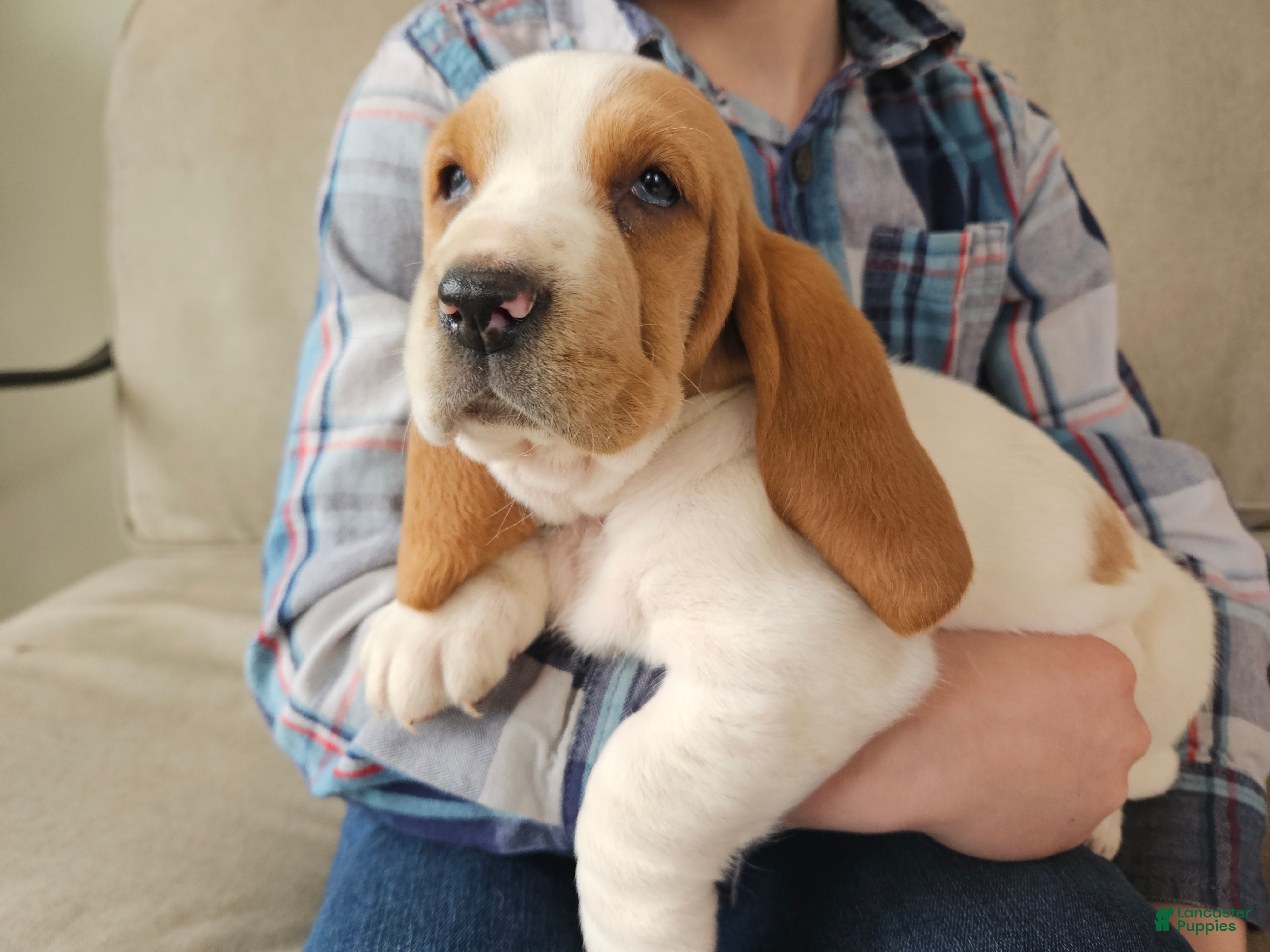Basset Hound dogs Peaches - Ad 1
