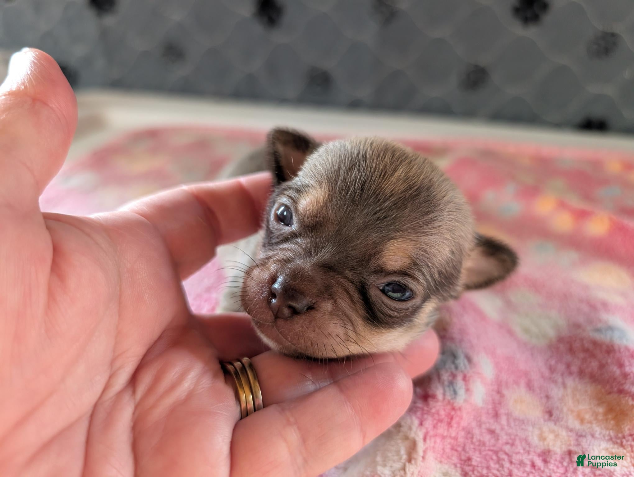 Chihuahua dogs Fletcher - Ad 27
