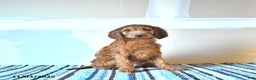 Irish Doodle dogs for sale: Leo - Ad 2
