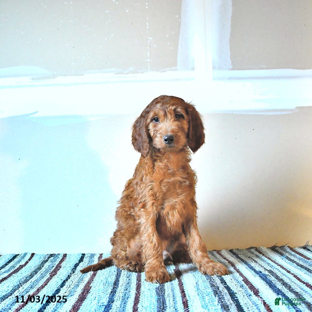Irish Doodle dogs for sale: Leo - Ad 2