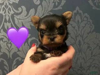 Yorkshire Terrier dogs Tom - Ad 9