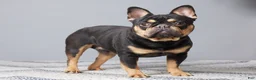 French Bulldog dogs for sale: Ferdinand - Ad 8