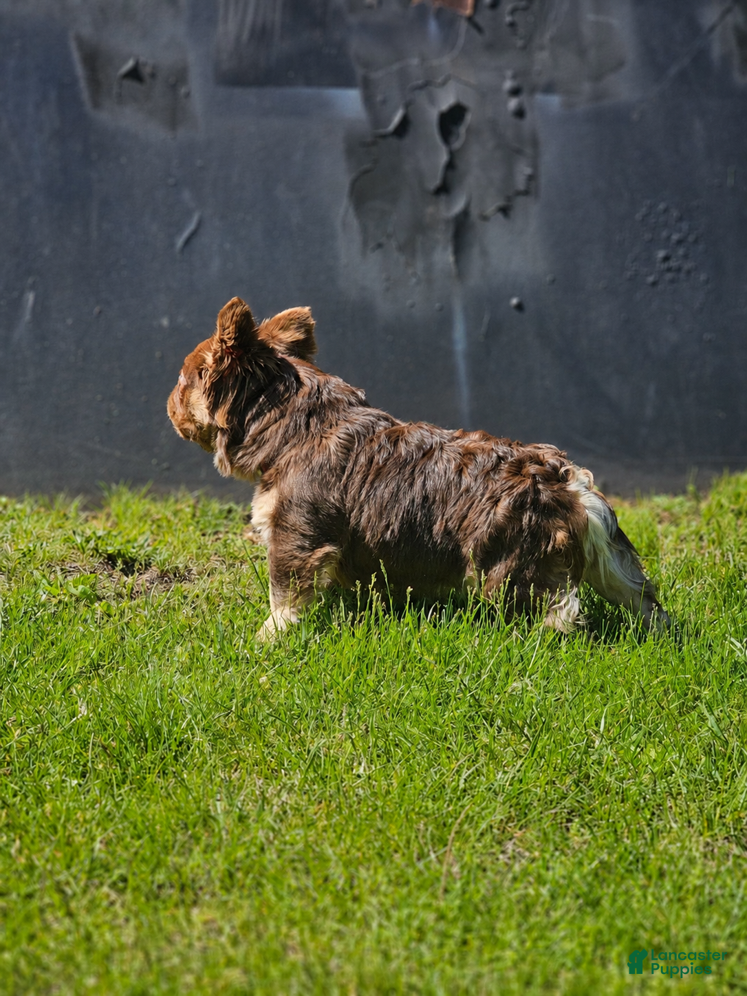 French Bulldog dogs for stud: Gossamer - Ad 3