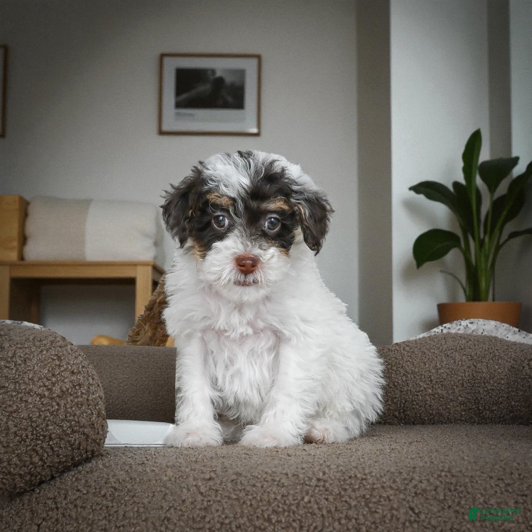 Miniature Poodle dogs for sale: CARTER - Ad 4
