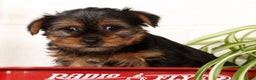Yorkshire Terrier dogs for sale: Bowie - Ad 1