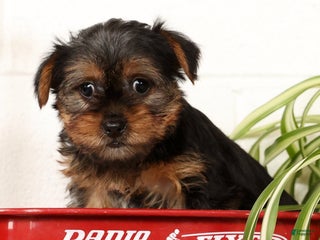 Yorkshire Terrier dogs Bowie - Ad 2