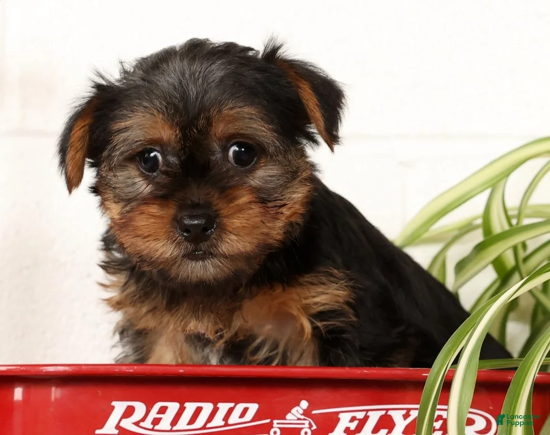 Yorkshire Terrier dogs for sale: Bowie - Ad 11