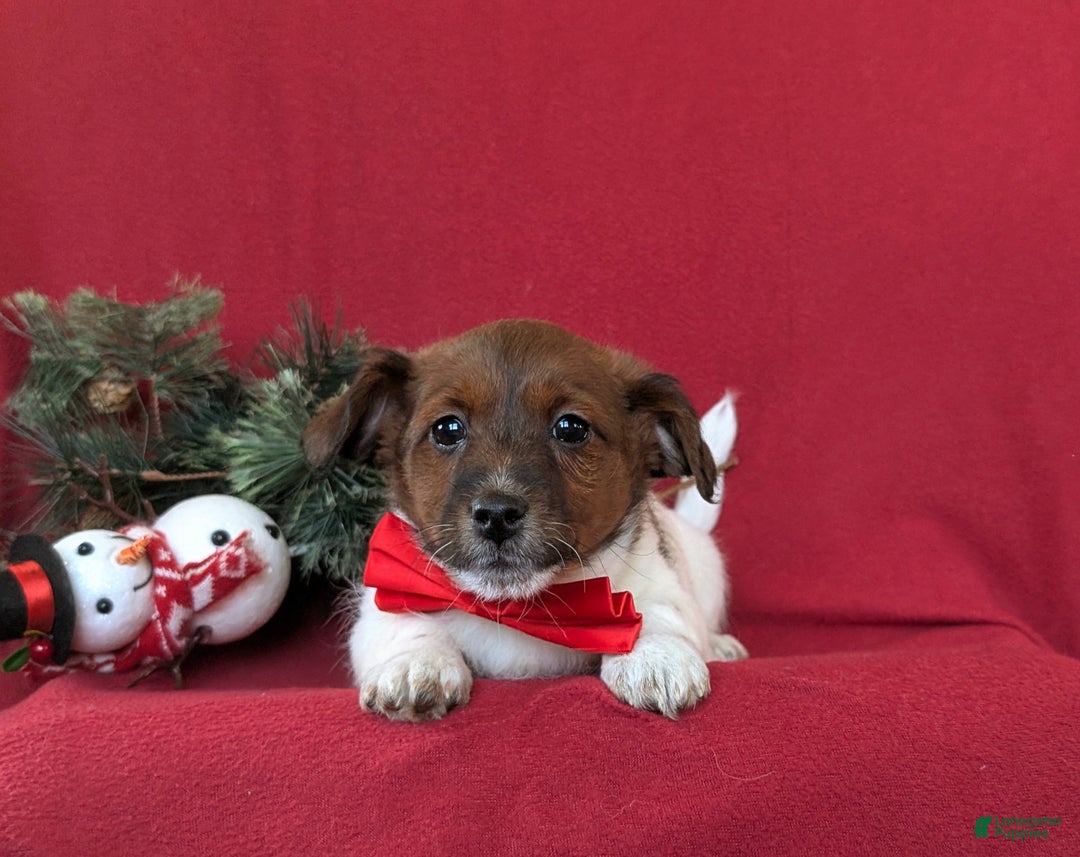 Jackapoo dogs for sale: Baxter - Ad 5