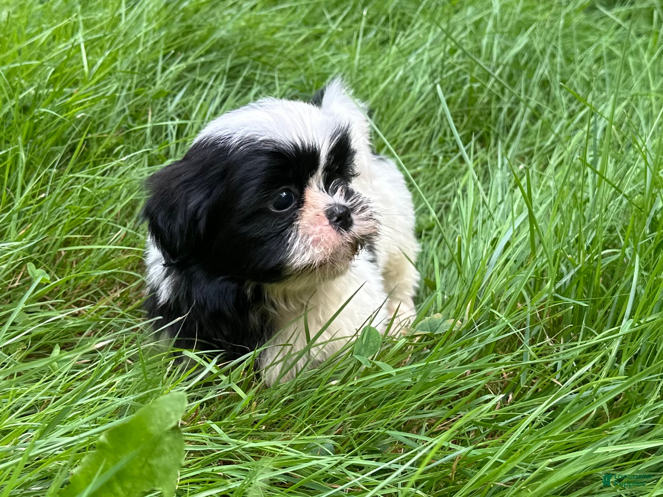 Shih Tzu dogs Shih Tzu 1 - Ad 2