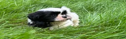 Shih Tzu dogs for sale: Shih Tzu 1 - Ad 2