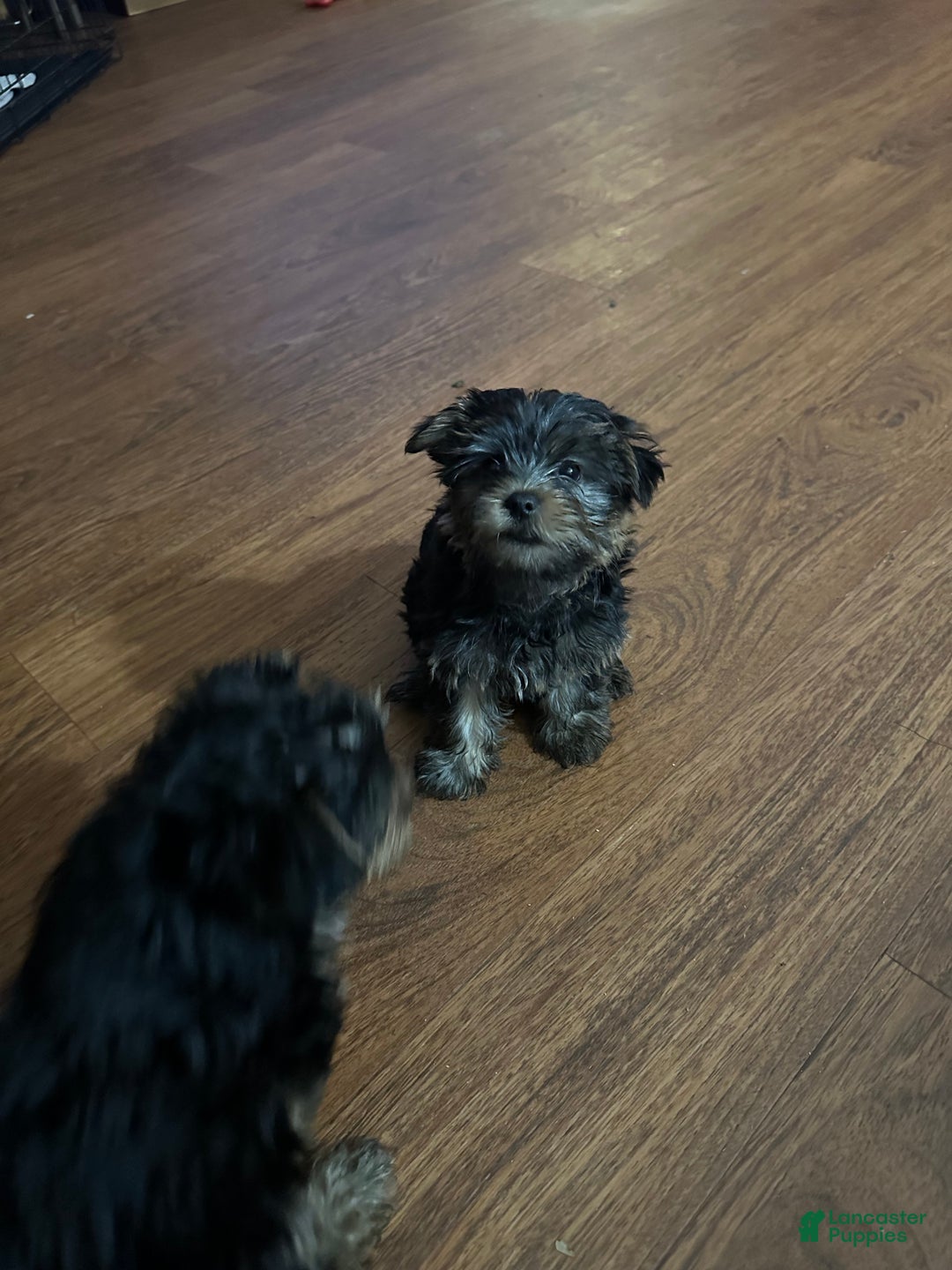Yorkshire Terrier dogs for sale: Yorkshire Terrier Puppy 3 - Ad 4