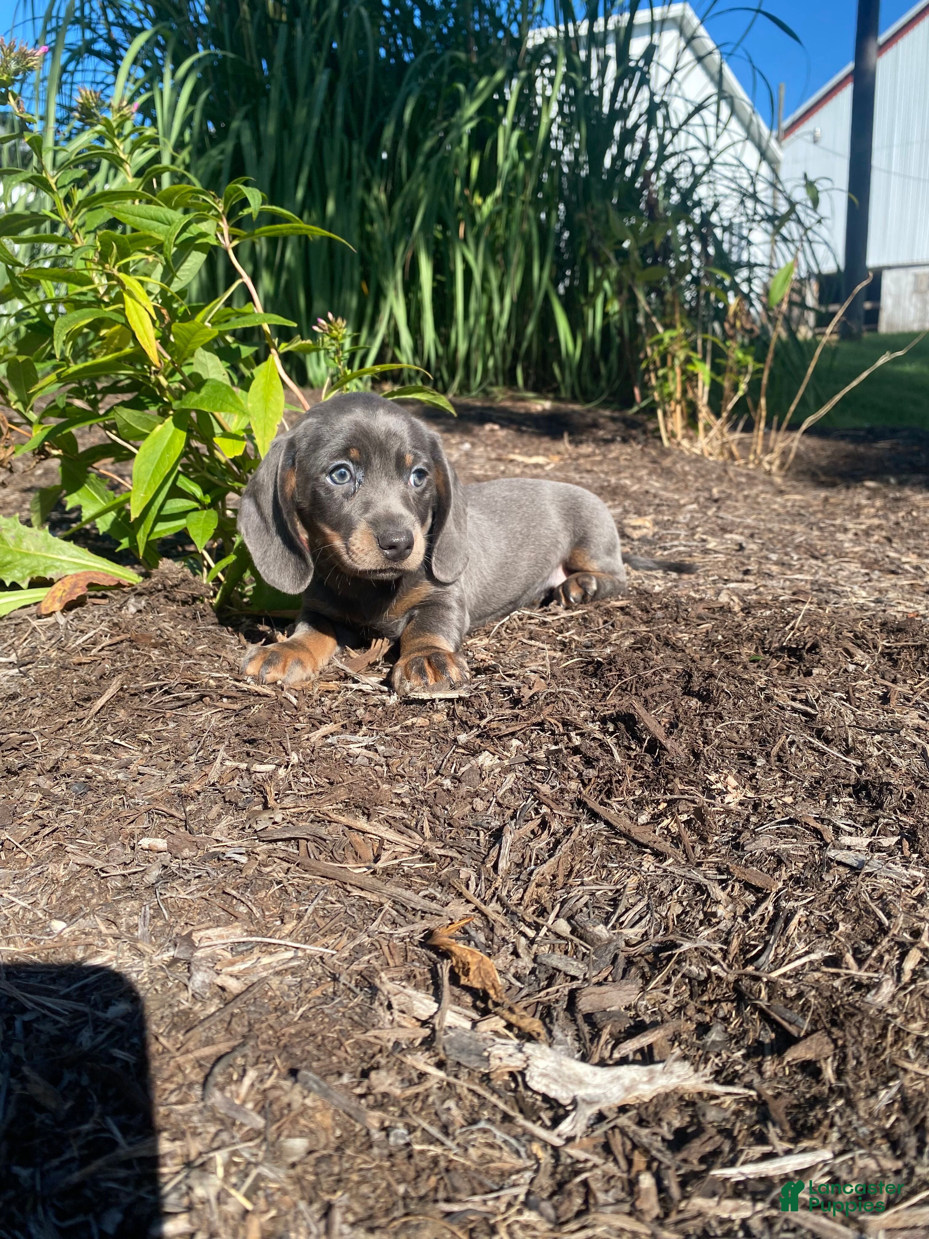 Miniature Dachshund dogs Dixie - Ad 2