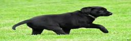 Labrador Retriever dogs for sale: Daisy - Ad 4