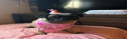 Pug dogs for sale: Pug 2 - Ad 3