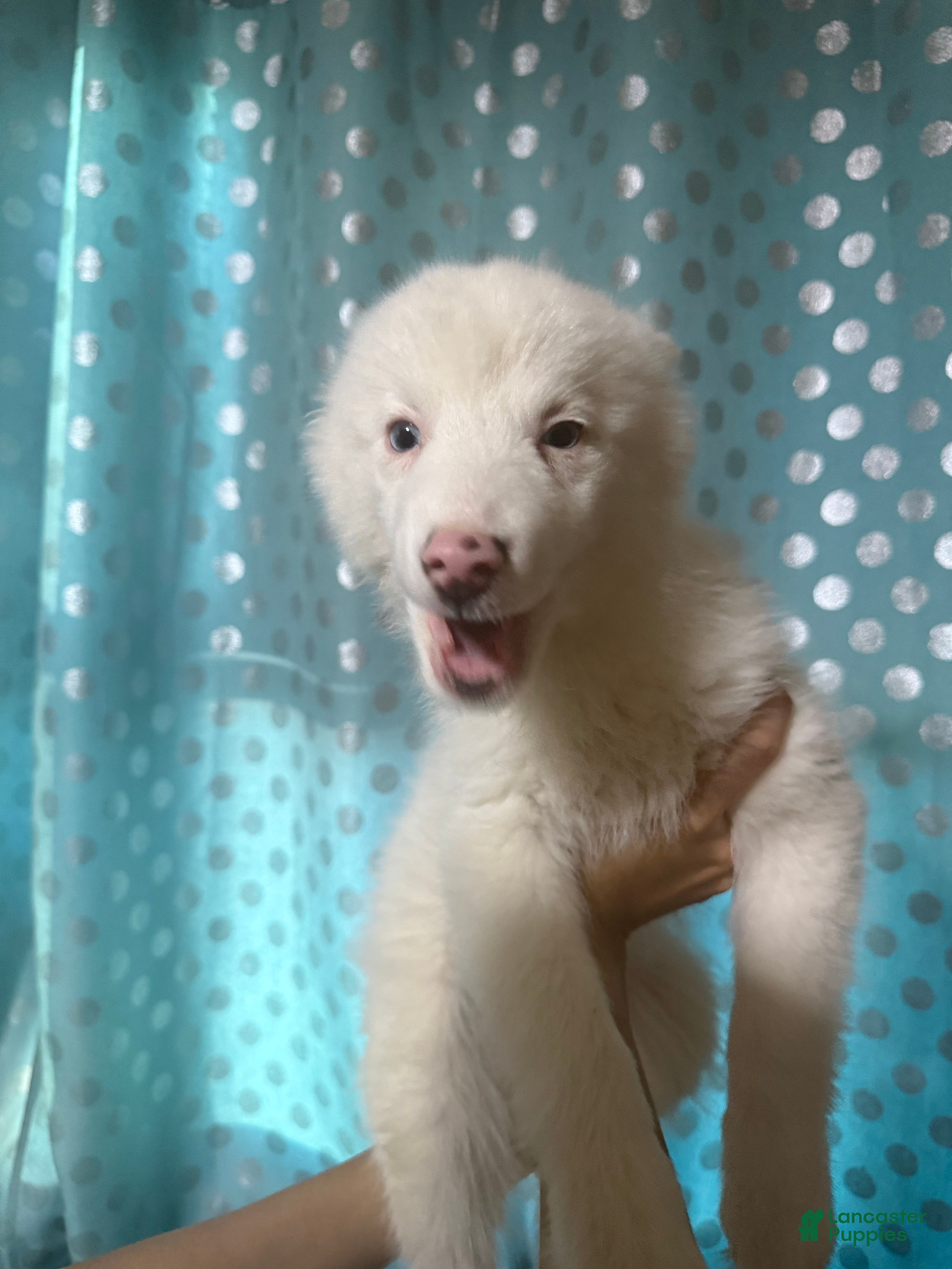 Pomsky dogs Bruce - Ad 38