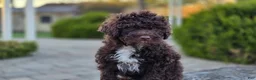 Portuguese Water Dog dogs for sale: Fargo - Ad 6