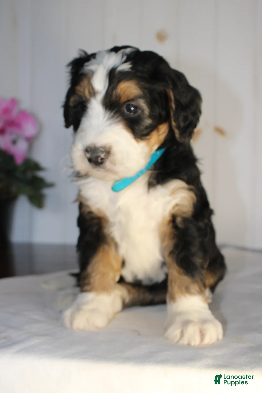 Bernedoodle dogs for sale: Valentine - Ad 2
