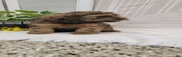 Cockapoo dogs for sale: Mindy - Ad 12