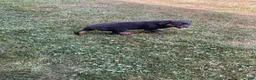 Rottweiler dogs for sale: Abby - Ad 6