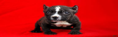 Black Brindle Female