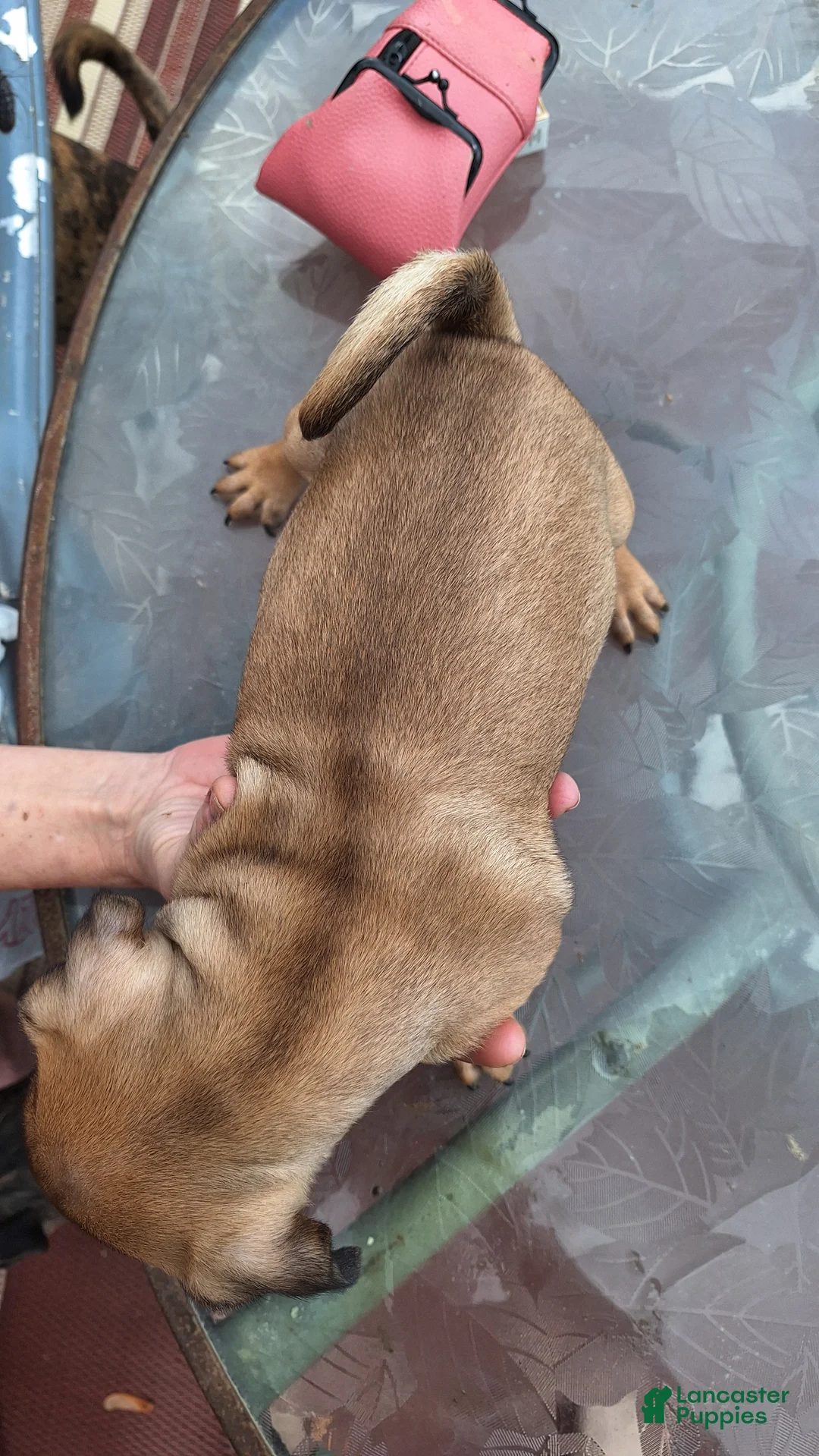 Mixed Breed dogs for sale: Nutter Butter - Ad 2