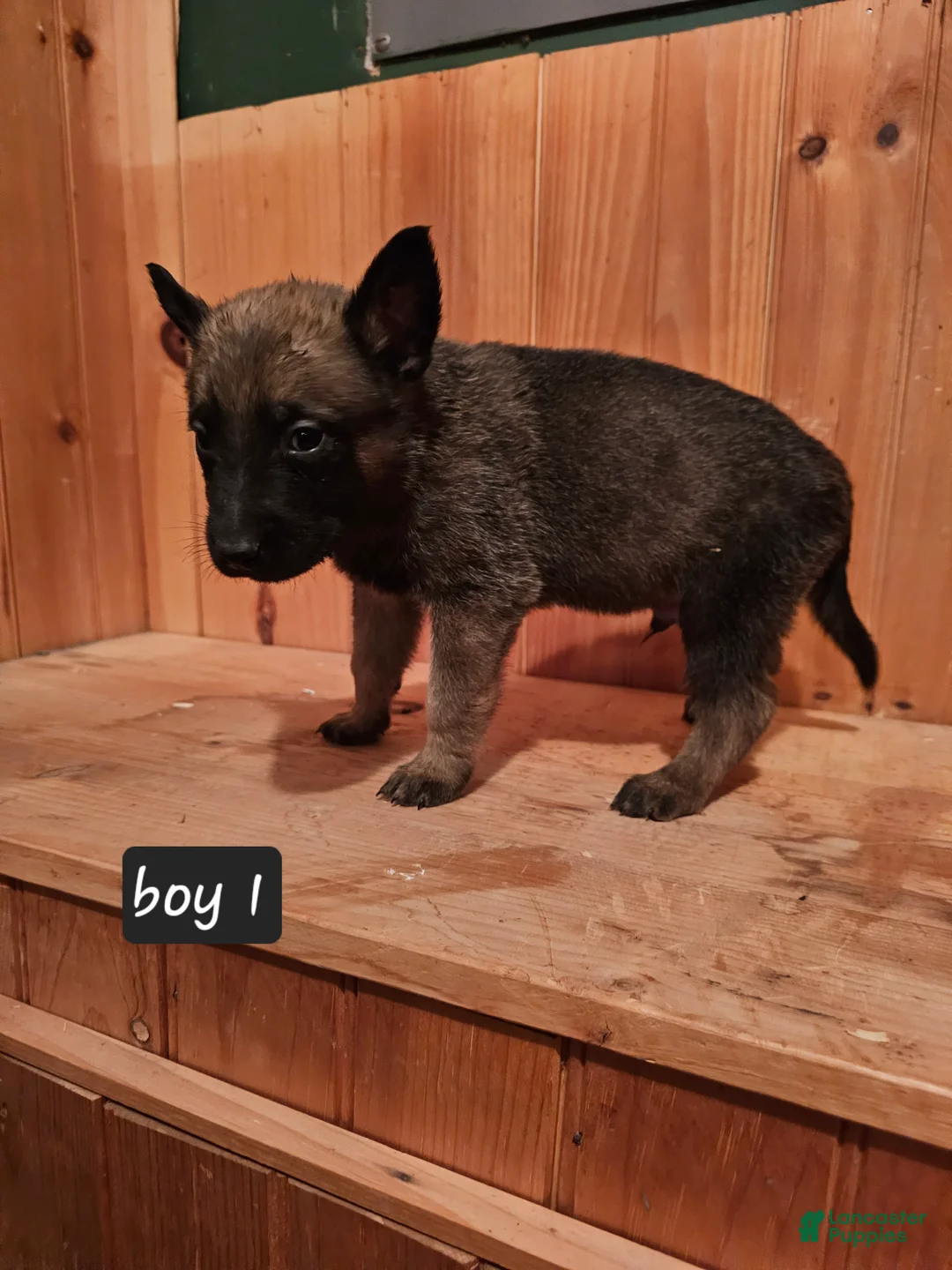 Belgian Malinois dogs for sale: Belgian Malinois Puppy 1 - Ad 3