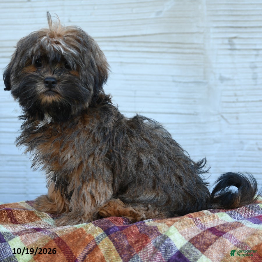 Teddy Bear dogs for sale: Mocha  - Ad 2