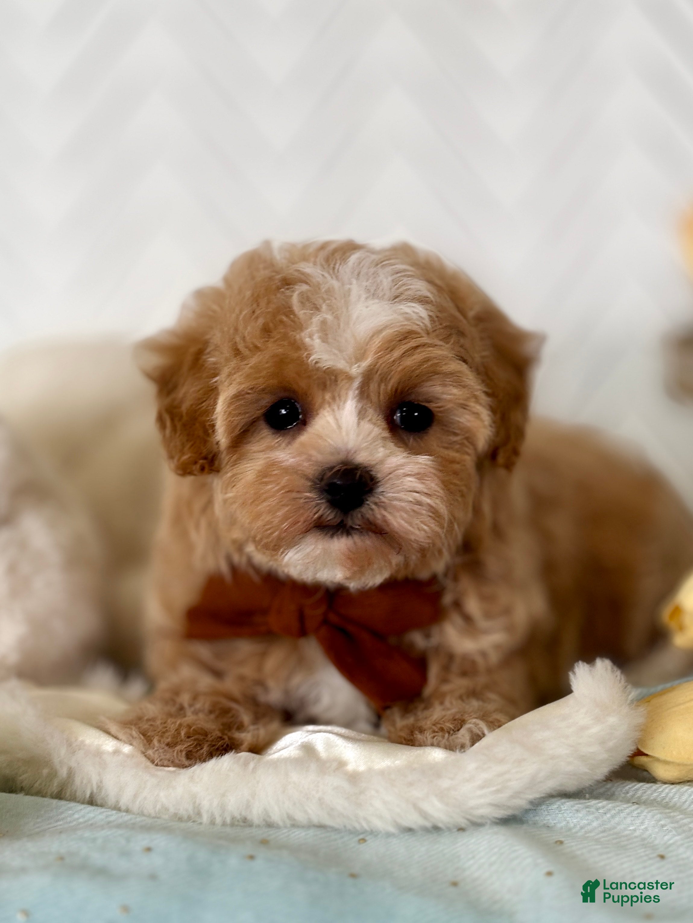 Maltipoo dogs Thumper Maltipoo Puppy  - Ad 2