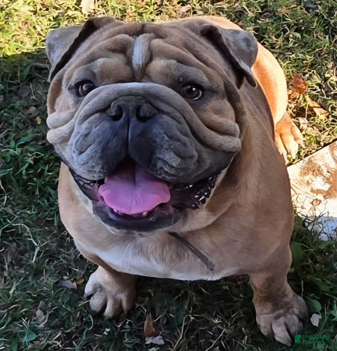 Mixed Breed dogs for sale: OLDE ENGLISH BULLDOG  - Ad 19